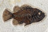 Green River Fossil Fish Mural With Diplomystus & Cockerellites #254197-8